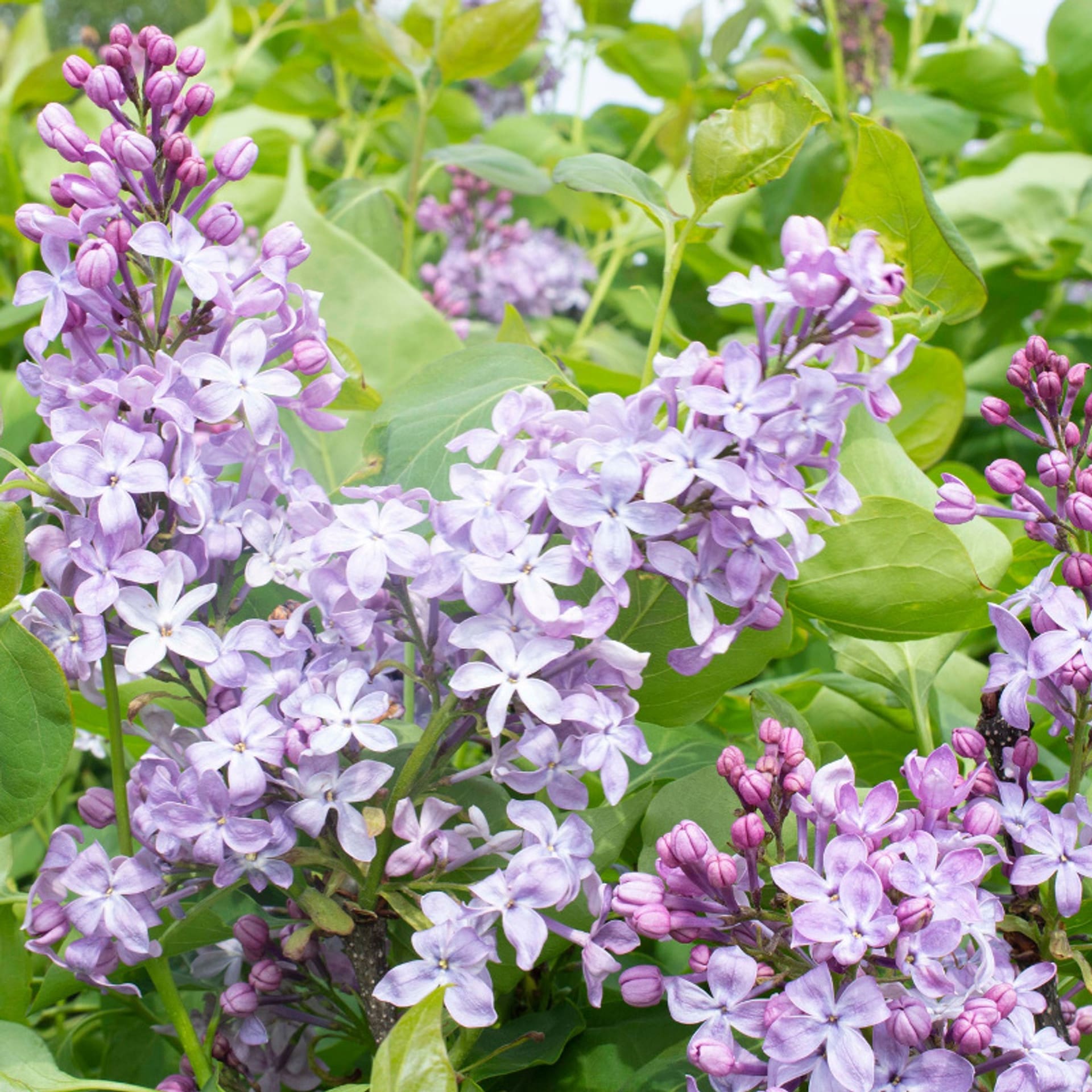 New Age Lilac · Bayview Garden Nurseries, LLC